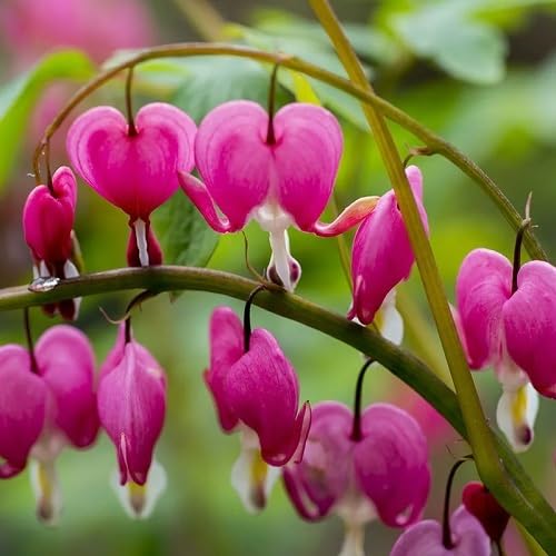 Pink Dicentra spectabilis Flower Seeds