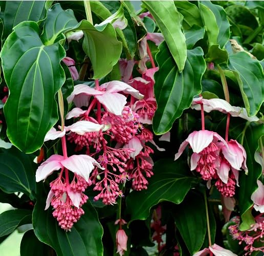 Pink Medinilla magnifica Flower Seeds