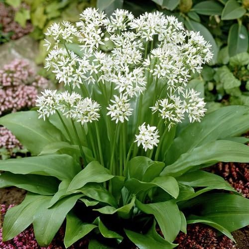 White ursinum Flower Seeds