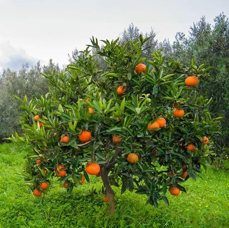 Orange Tree fruit seeds for organic garden planting
