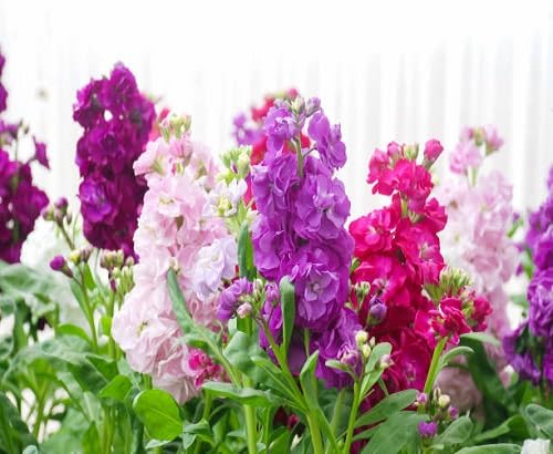 Mixed Matthiola Flower Seeds