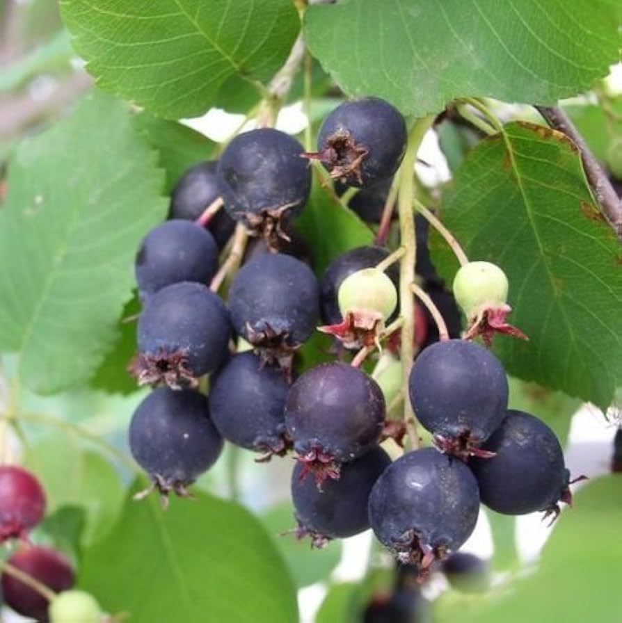 Saskatoon Fruit Growing Hardy Nutritious Fruits For Landscape Fruit Seeds