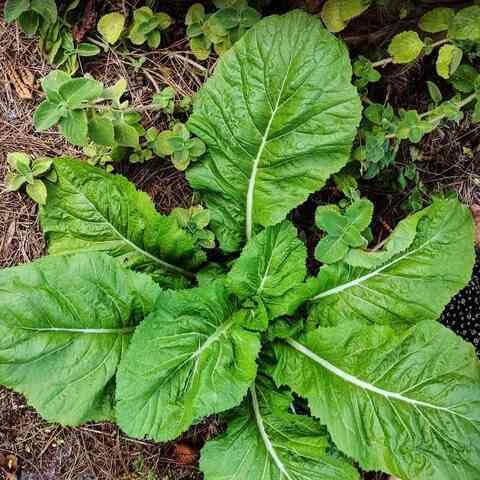 Mustard vegetable seeds - Heirloom, Organic, Non Gmo Garden Seeds for kitchen garden planting