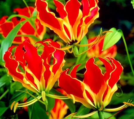 Gloriosa Flower Seeds