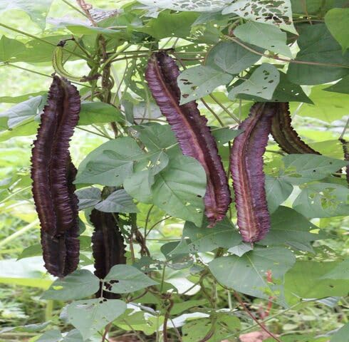Purple Winged Bean vegetable seeds vegetable seeds for Home Gardening, Organic Raised Bed Gardening for kitchen garden planting