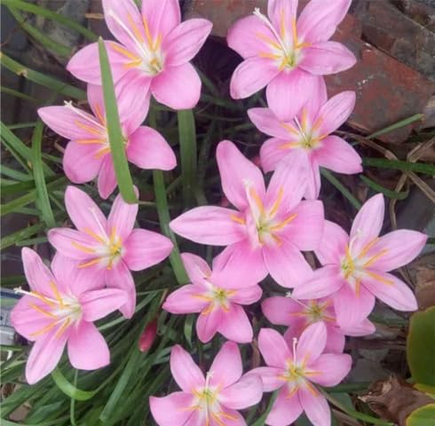 Pink Saffron Flower Seeds