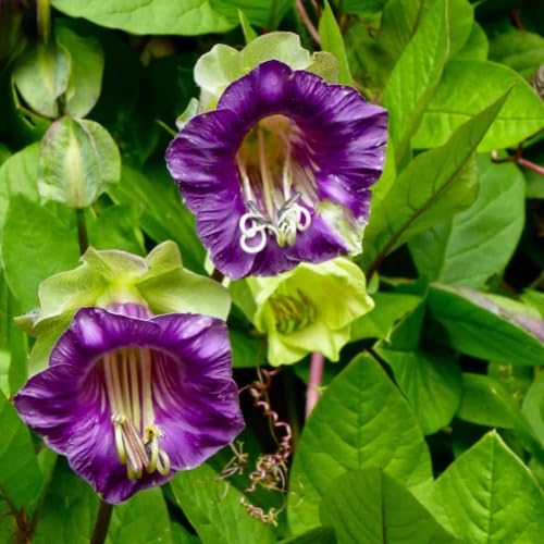 Violet Cobaea Flower Seeds