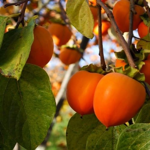 Persimmom Fruit fruit seeds for organic garden planting
