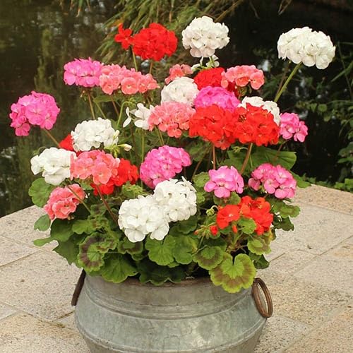Mixed Geranium Pelargonium Flower Seeds Exotic Flowering Plants for Backyard Garden Beauty Heirloom Non-GMO High Germina