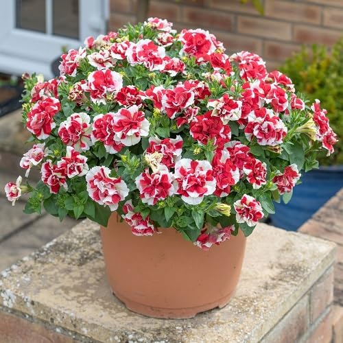 Red White Double Petunia Flower Seeds