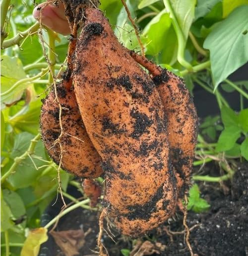 Orange Giant Sweet Potato vegetable seeds - Heirloom, Organic, Non Gmo Garden Seeds for kitchen garden planting