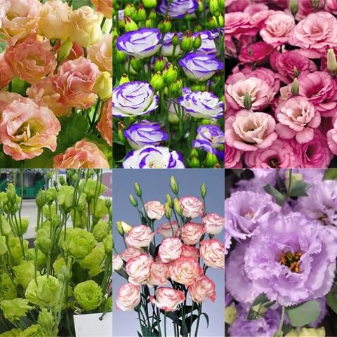 Mixed Eustoma Flower Seeds