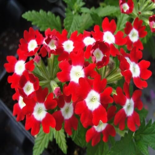 Red White Verbena Flower Seeds