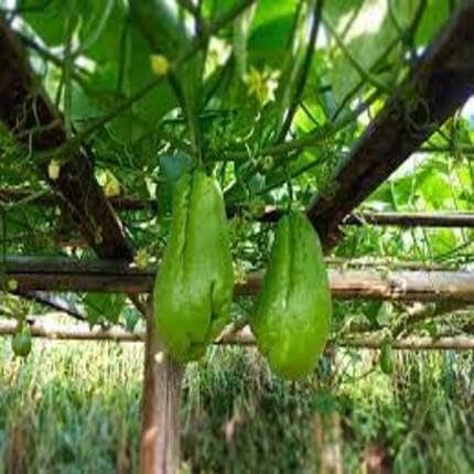 Green Chayote vegetable seeds for Home Gardening, Healthy Seasonal Vegetable Planting for kitchen garden planting