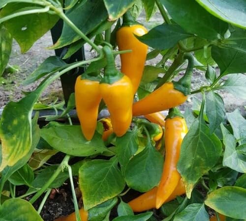 Pepper for Growing Yellow vegetable seeds for Home Gardening, Healthy Seasonal Vegetable for kitchen garden planting