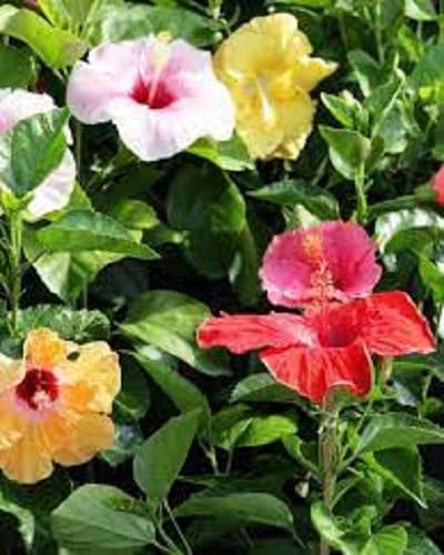 Mixed Hibiscus Flower Seeds – Heirloom Non GMO High Germination Seeds