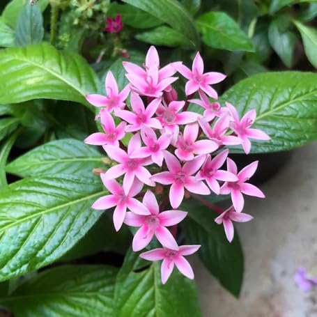 Pink Pentas Lanceolata Flower Seeds
