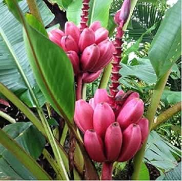 Dark Pink Banana Fruit Seeds
