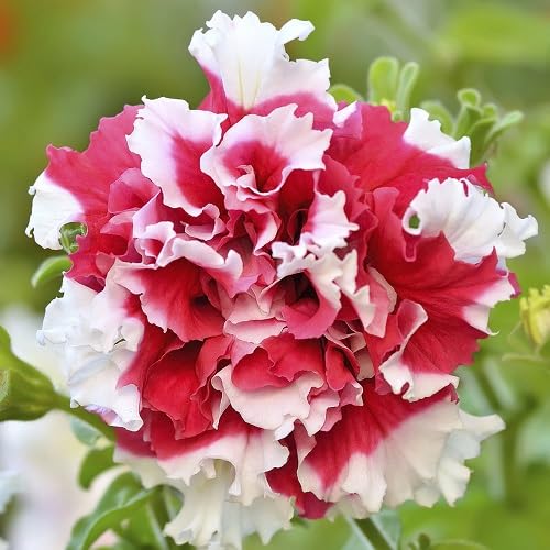 Red White calibrachoa Flower Seeds