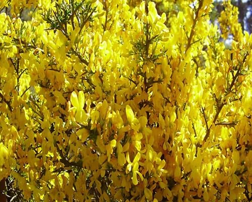 Yellow Xanthoceras Flower Seeds