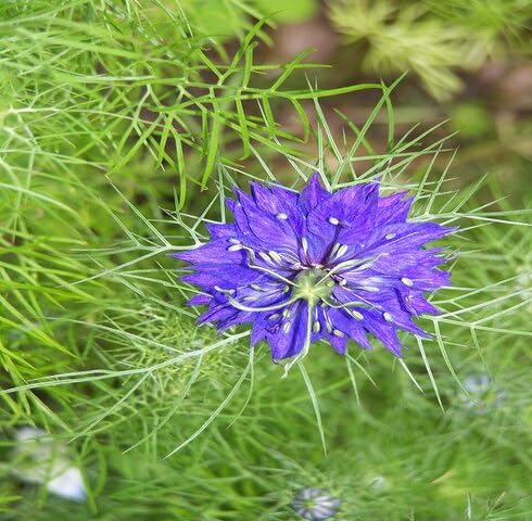 Purple Nigella Flower Seeds