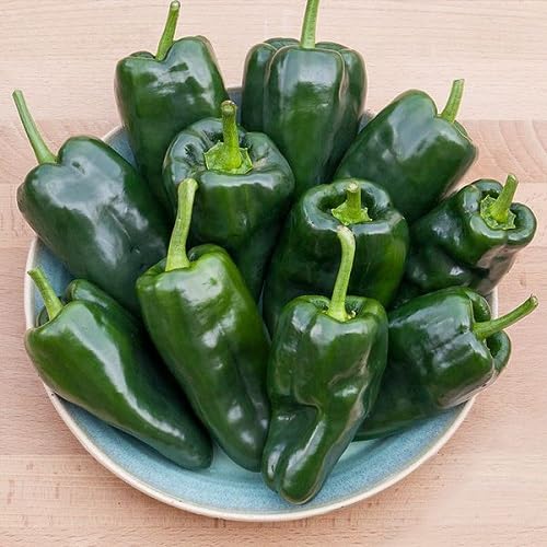 Green Poblano Pepper Vegetables Seeds vegetable seeds - Heirloom, Organic, Non Gmo Garden Seeds for kitchen garden planting