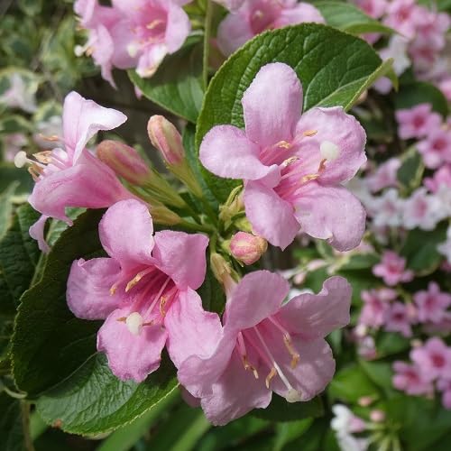 Weigela Flower Seeds