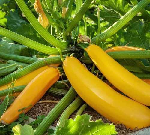 Yellow Squash vegetable seeds - Heirloom, Organic, Non Gmo Garden Seeds for kitchen garden planting