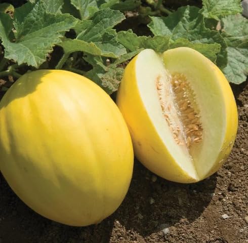 Yellow Cucumis Melo vegetable seeds for Home Gardening, Healthy Seasonal Vegetable for kitchen garden planting