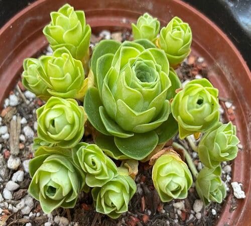 Greenovia Flower Seeds