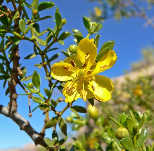 Yellow Larrea Tridentata Flower Seeds