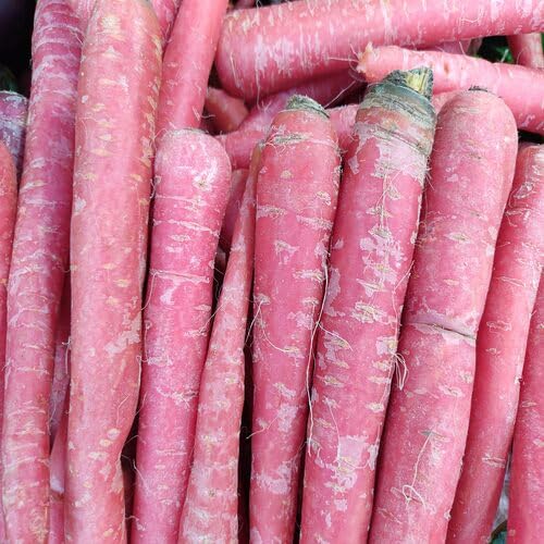 Pink Carrot vegetable seeds - Heirloom, Organic, Non Gmo Garden Seeds for kitchen garden planting