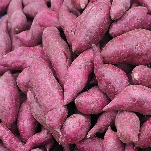 Red Sweet Potato vegetable seeds - Heirloom, Organic, Non Gmo Garden Seeds for kitchen garden planting
