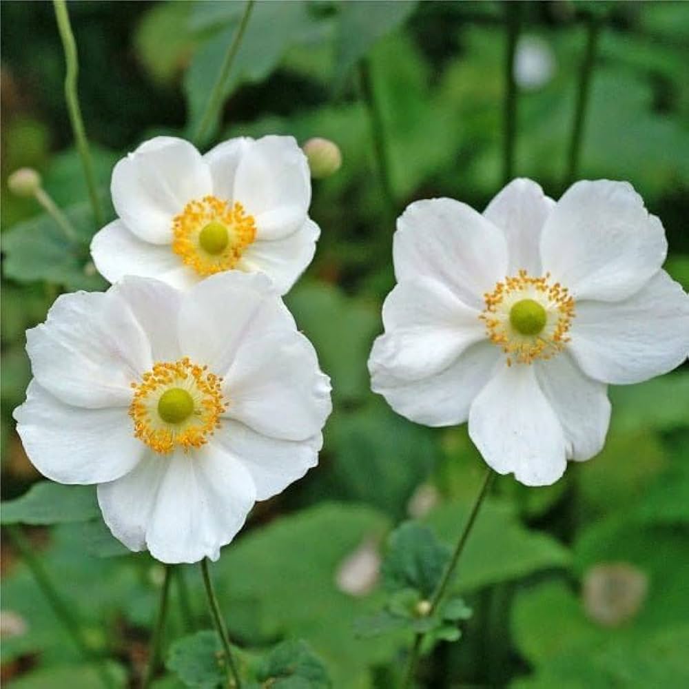 Anemone Flower Anemone Coronaria