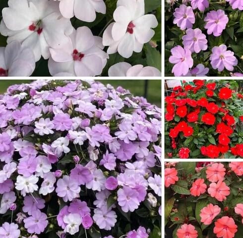mixed impatiens flower seeds