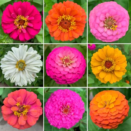 Mixed Zinnia Flower Seeds