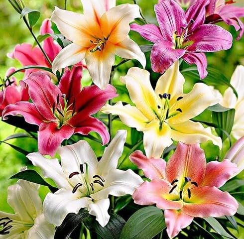 Mixed Lilium Flower Seeds