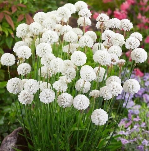 White Armeria Flowers Seed.