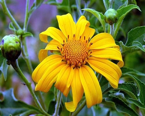 Yellow Tithonia Diversifolia Flower Seeds