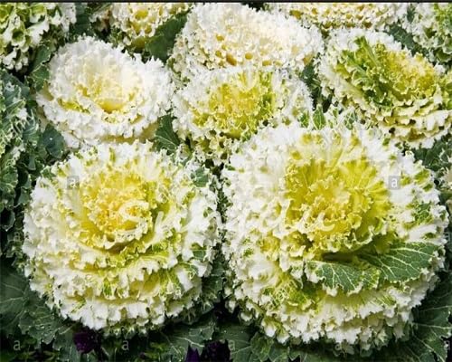 Yellow Kale Vegetables Seeds vegetable seeds for Home Gardening, Fresh Seasonal Vegetable Planting for kitchen garden planting