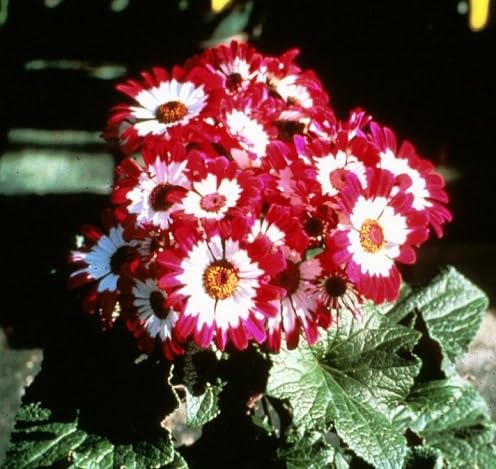 Cineraria Flower Seeds