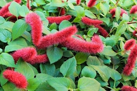 red acalypha flower seeds