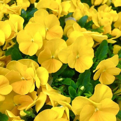 Yellow Viola Flower Seeds