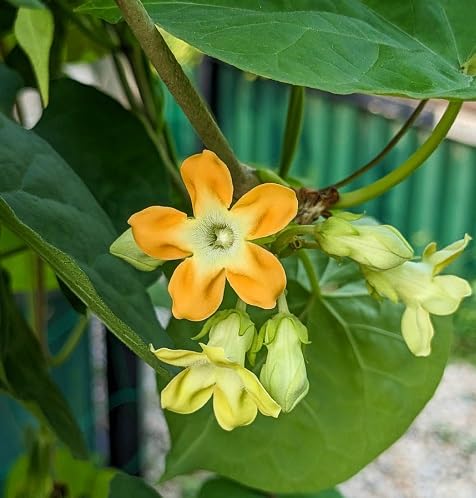 Yellow Telosma Flower Seeds