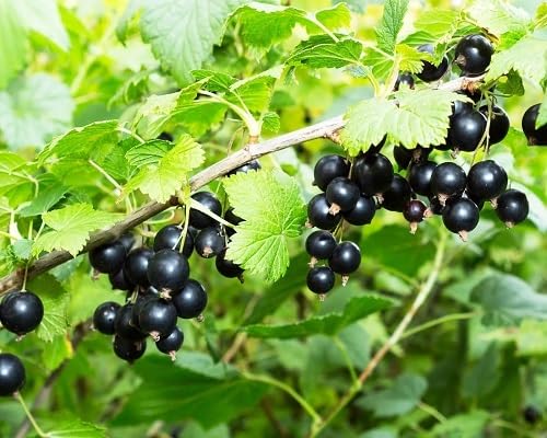 Black Currant Fruits . Fruit Seeds organic garden seeds