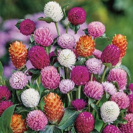 Gomphrena Flower Seeds