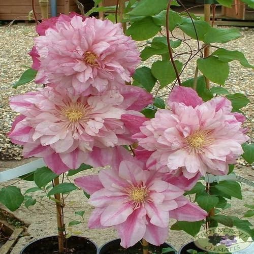 Pink Clematis Flower Seeds
