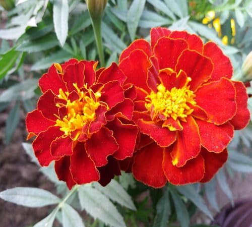 Red Marigold Flower Seeds