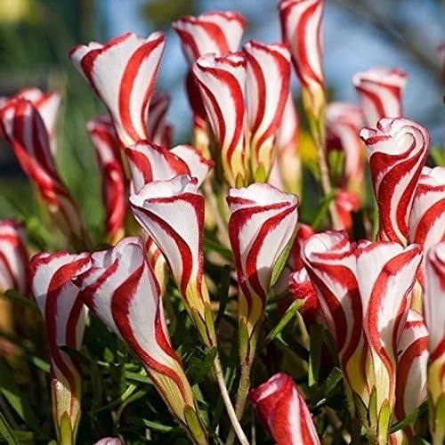 Mixed Versicolor Oxalis Flower Seeds