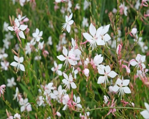 white lindheimeri flower seeds